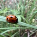 Ladybird by mattjcuk