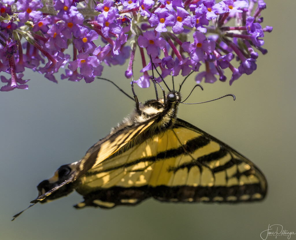 Swallowtail Hanging  by jgpittenger