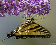 3rd Aug 2023 - Swallowtail Hanging 