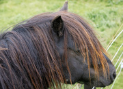 3rd Aug 2023 - Streaky Hair