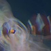 Clownfish by 30pics4jackiesdiamond