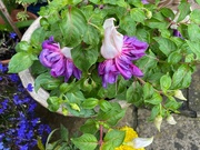 3rd Aug 2023 - after the rain: purple fuchsias in a pot