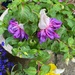 after the rain: purple fuchsias in a pot by quietpurplehaze