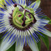 Passiflora by mumswaby