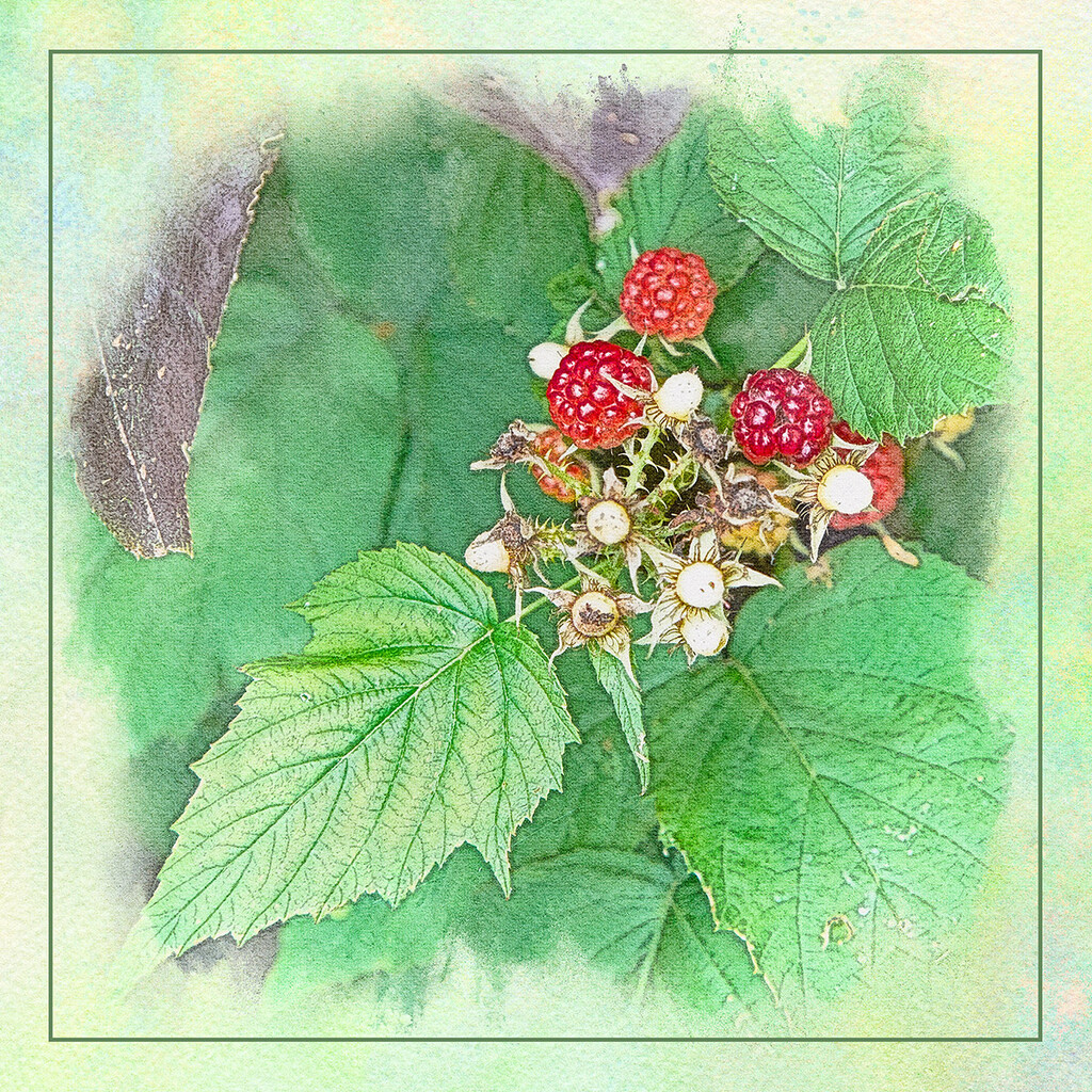 Raspberry Leftovers by gardencat