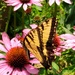 My Coneflowers had a Visitor by julie