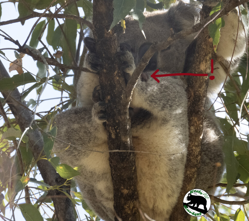 precious! by koalagardens