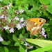  Gatekeeper  Butterfly . by wendyfrost