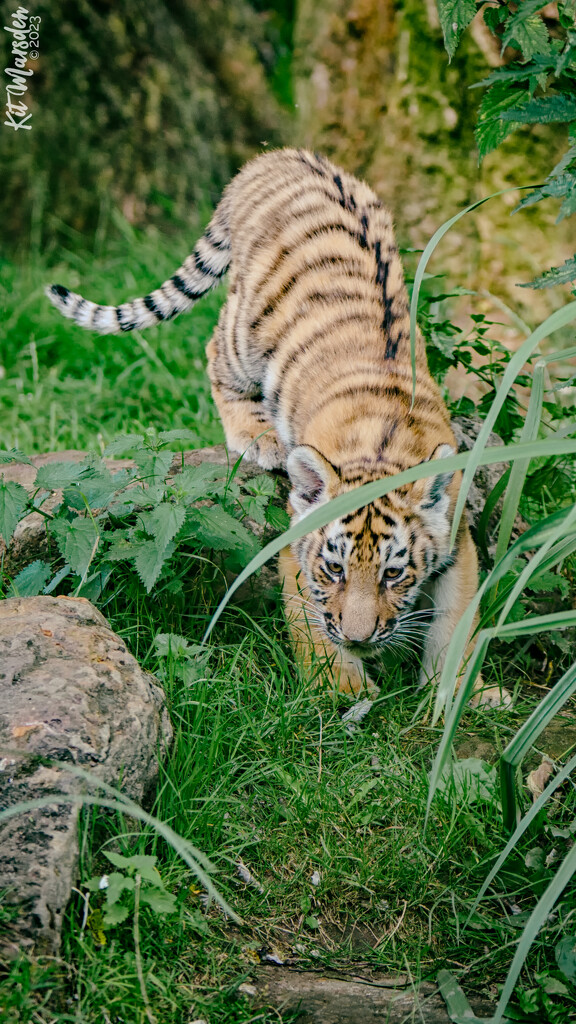 Tiger Cub by manek43509
