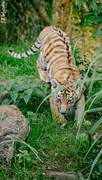 29th Jul 2023 - Tiger Cub