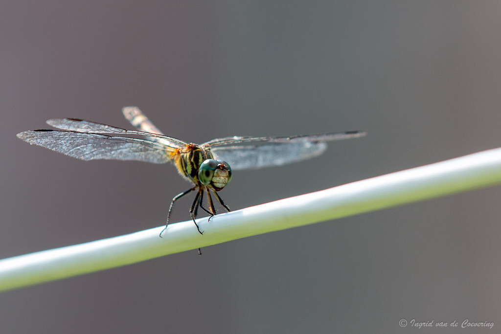 Smiling dragonfly by ingrid01