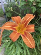 3rd Aug 2023 - O Is for Orange Lily