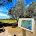 Olive Groves  by rensala