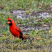 Red Bird by jifletcher
