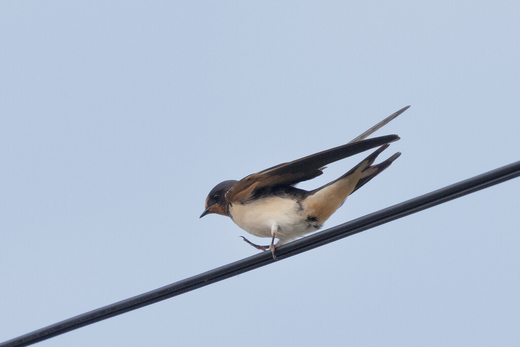 3 Dancing on the Wire by marshwader