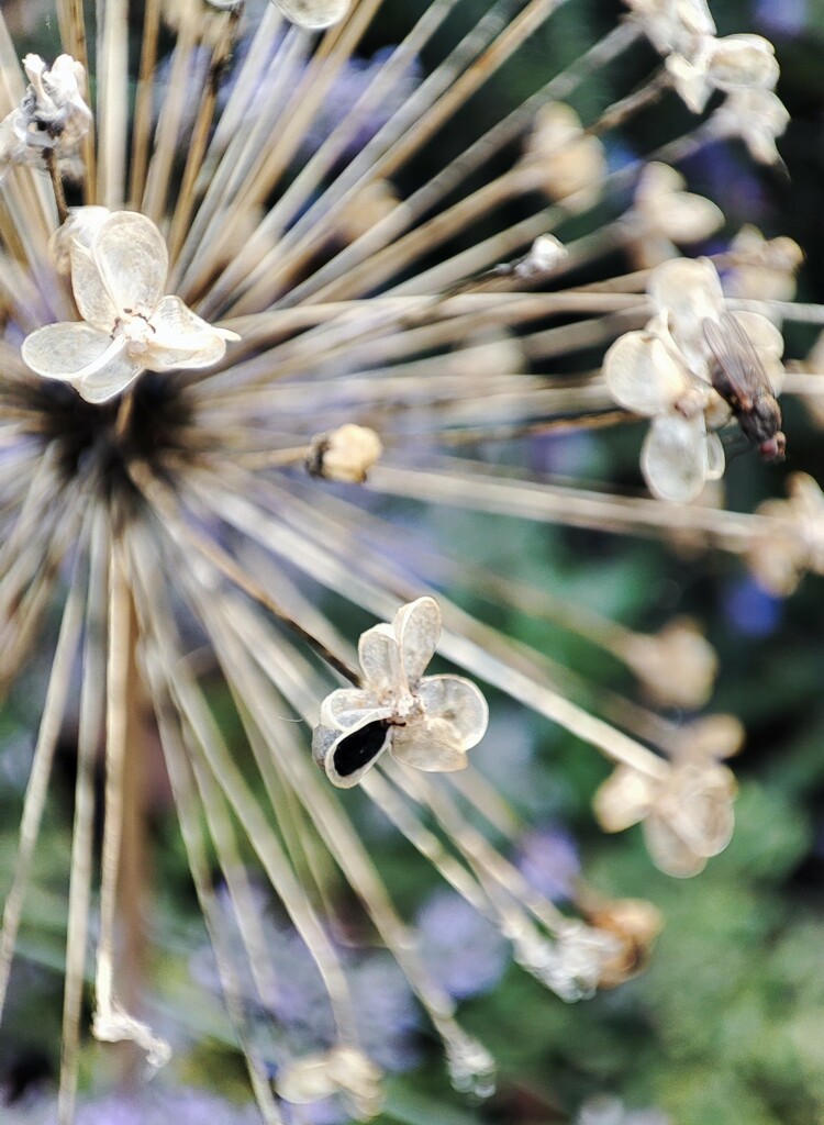 Dried allium  by boxplayer