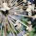 Dried allium  by boxplayer