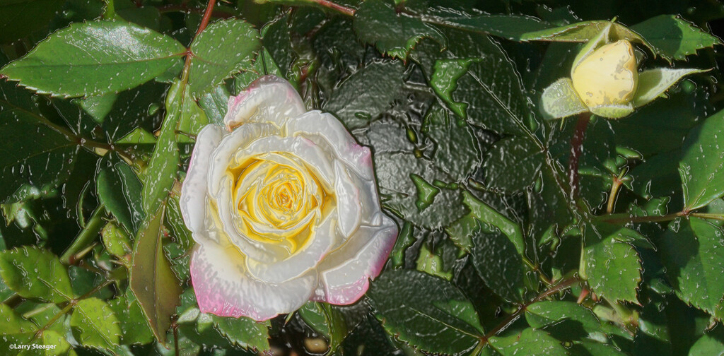 Peace rose artistic by larrysphotos
