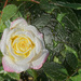 Peace rose artistic by larrysphotos