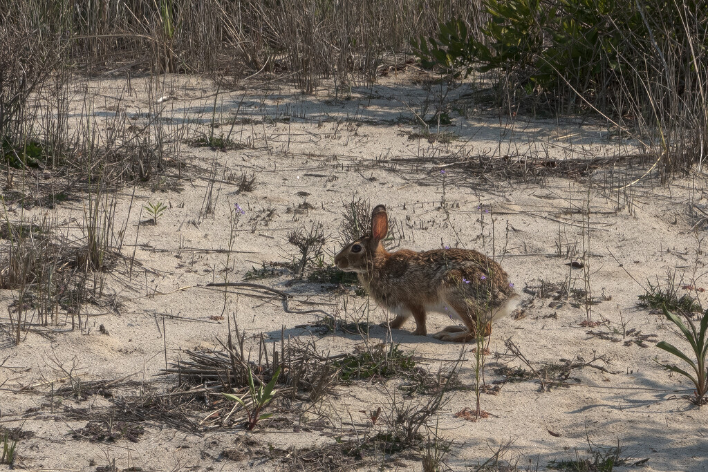 Cape May Rabbit by swchappell