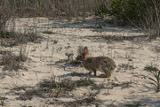 21st May 2023 - Cape May Rabbit