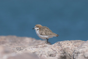 10th Jul 2023 - Red-capped Plover