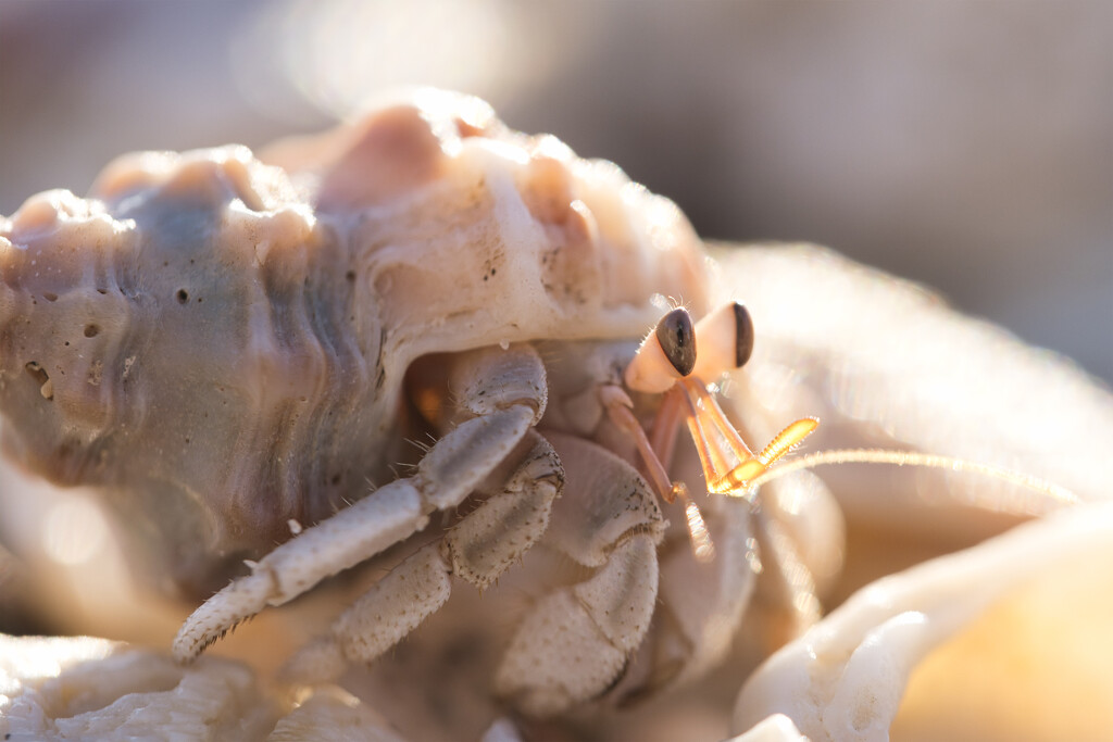 Hermit Crab by dkbarnett
