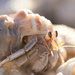 Hermit Crab by dkbarnett
