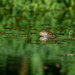 Bullfrog by nicoleweg