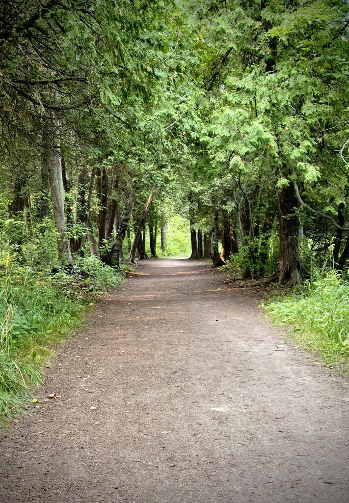Lush green trail by eahopp
