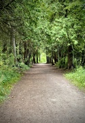 31st Jul 2023 - Lush green trail