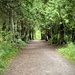 Lush green trail by eahopp