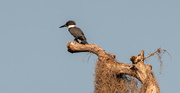 3rd Aug 2023 - Kingfisher, Waiting to Dive!