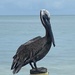 Pelican  by sherilyn
