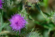 29th Jul 2023 - Bee Flying in the Thistle