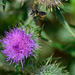 Bee Flying in the Thistle by stephomy