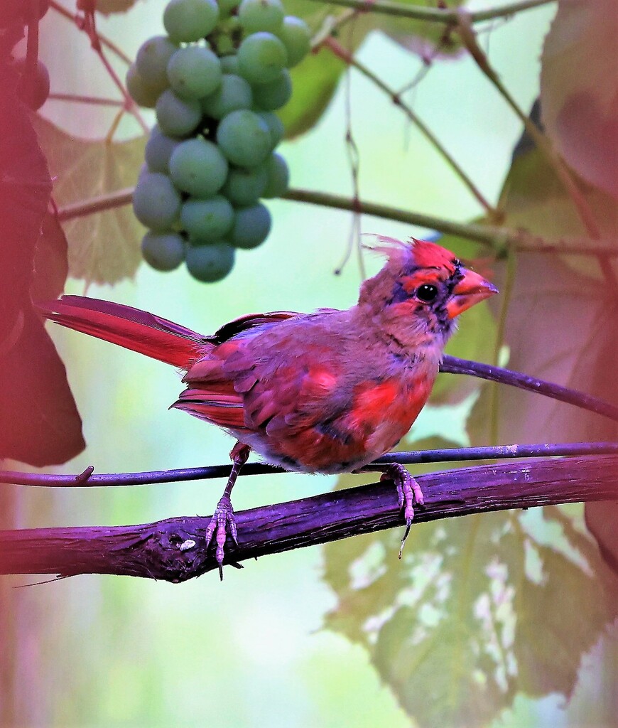 Cardinal by lynnz