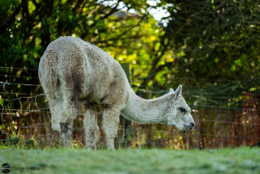 Muddy Alpaca by yorkshirekiwi