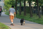 3rd Aug 2023 - Taking the Dogs for a Skate