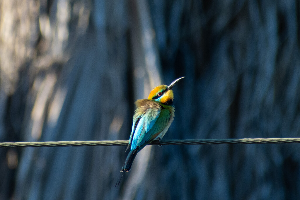Rainbow Bee-eater by nannasgotitgoingon