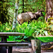 Moose in our campground by 365projectorgchristine
