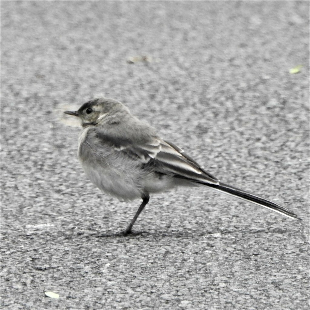 Pied Wagtail by oldjosh