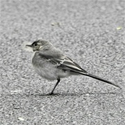 17th Jul 2023 - Pied Wagtail