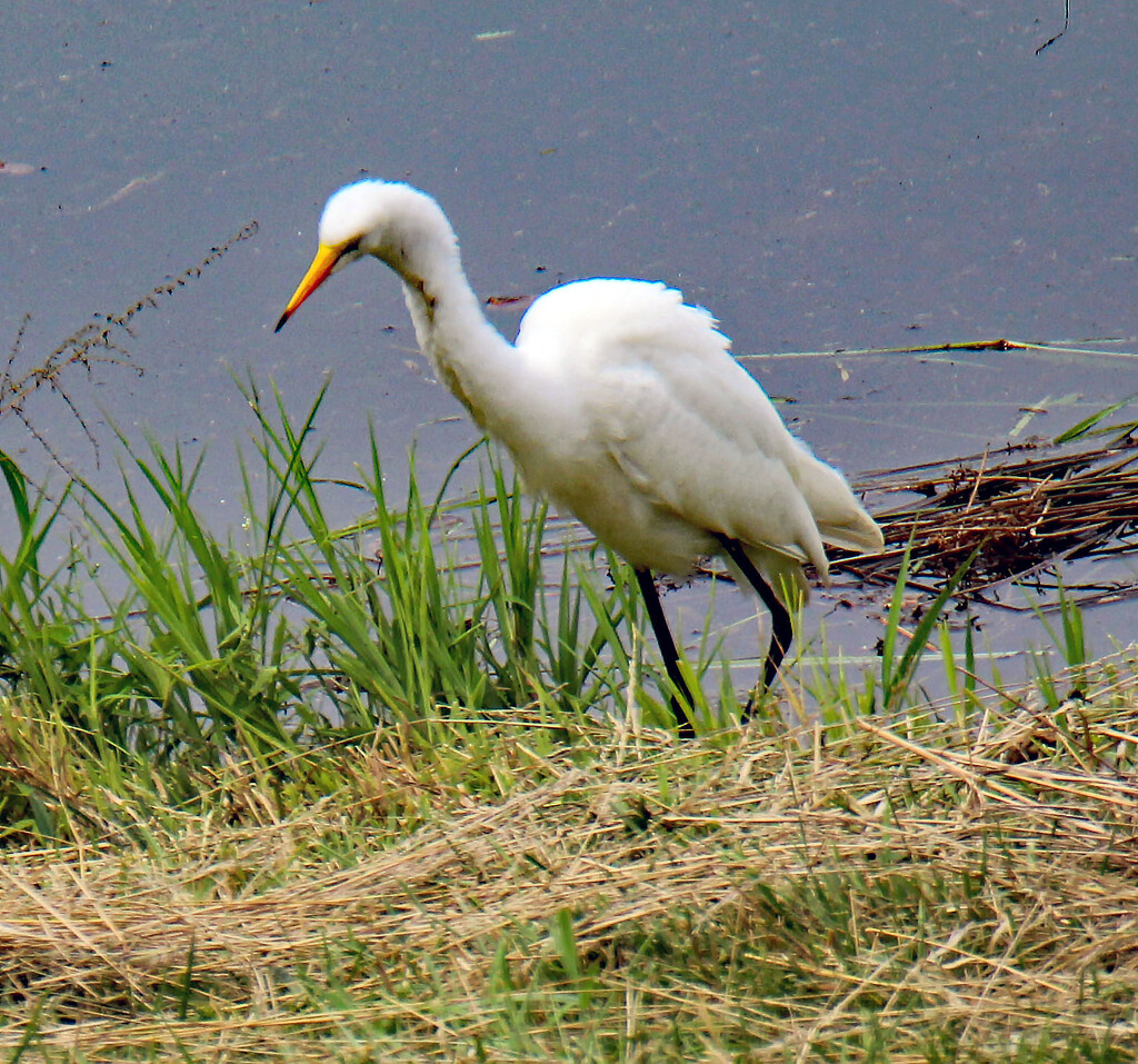 July 29 White Egret Focus On IMG_4309AAA by georgegailmcdowellcom