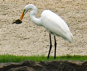 30th Jul 2023 - July 30 White Egret With Fish C U IMG_4346A