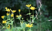 4th Aug 2023 - Yellow wildflowers