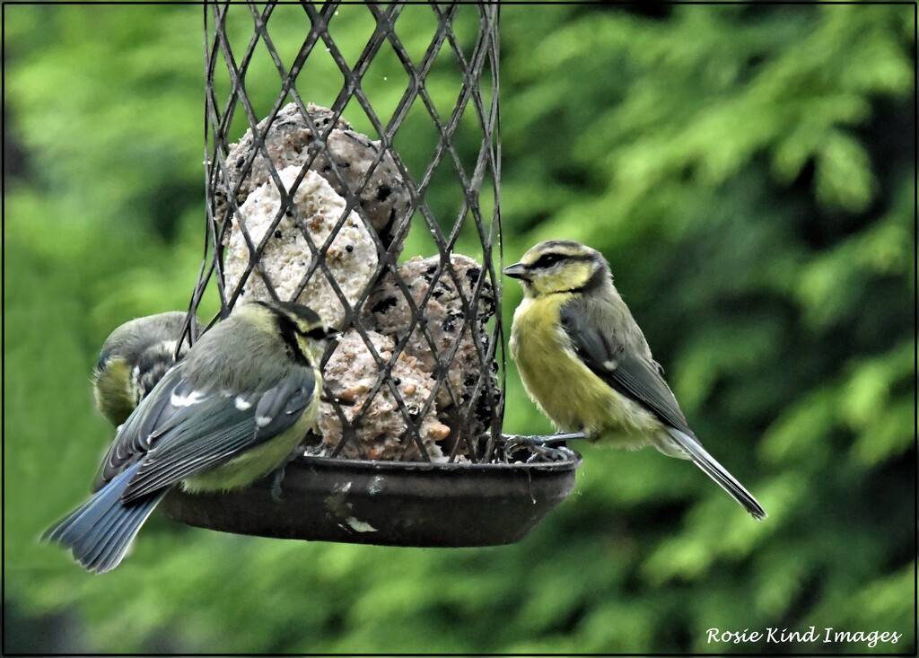 The blue tit family by rosiekind