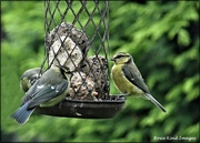 4th Aug 2023 - The blue tit family