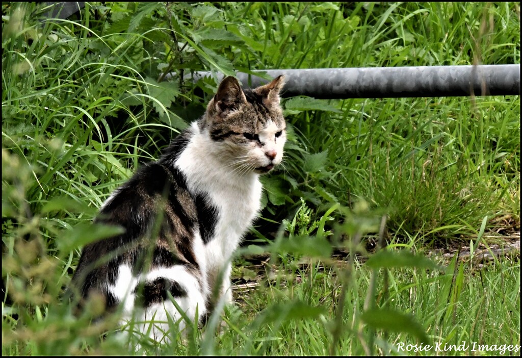 Wood Lane cat by rosiekind