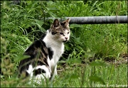 4th Aug 2023 - Wood Lane cat